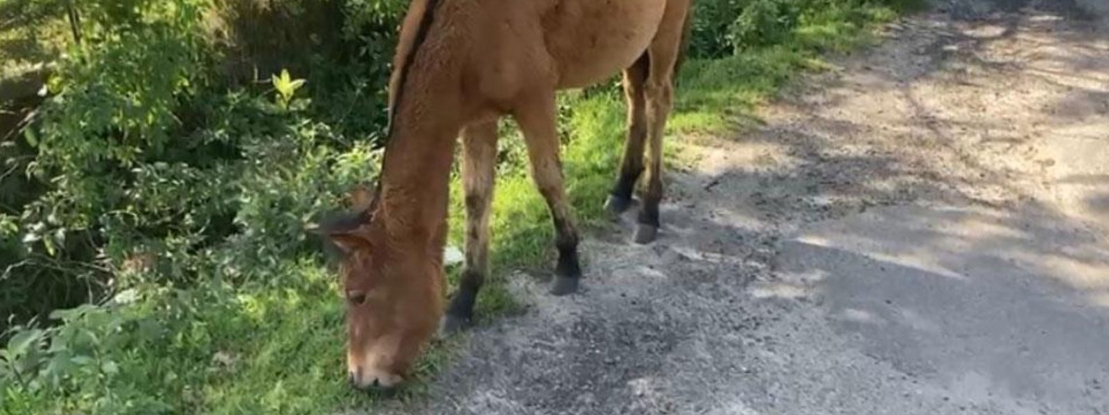 Stray Ponies in Nuwara Eliya To Be Impounded